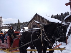 Horse drawn sleigh ride