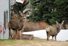 Two deer by Paul's house