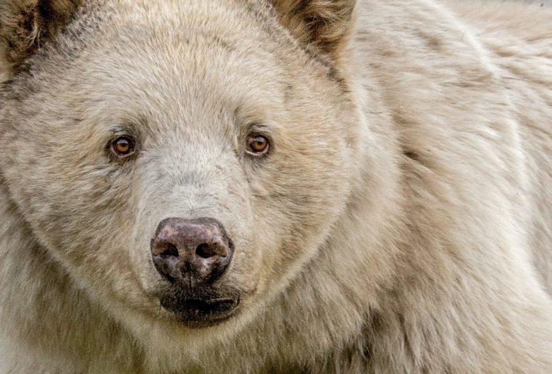 Kermode bear