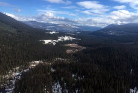 View of a forest