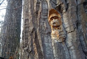 Face carved into tree bark