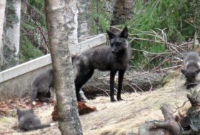 Fox near Prince George