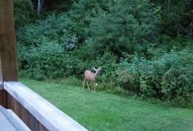 Jessica-Quinn-Backyard-Deer-sm