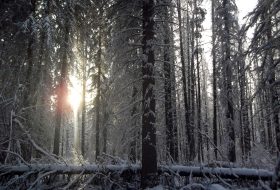 Sun breaking through the woods during winter