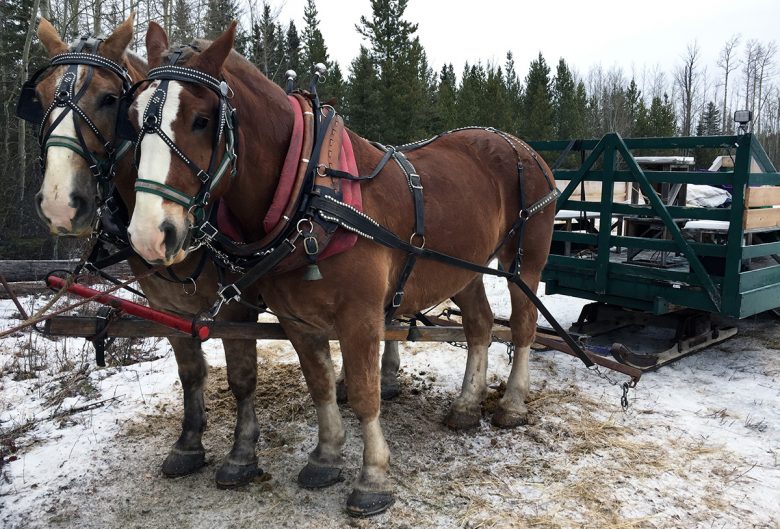 Two horses and a sleigh