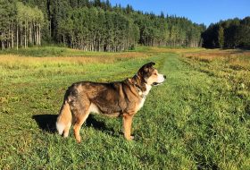 Dog in Moore's Meadow