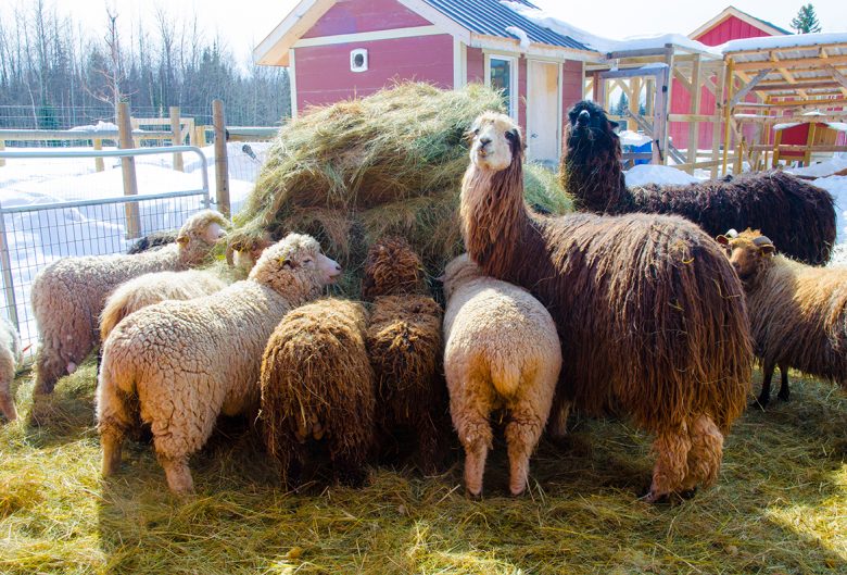 Llamas and sheep eating.