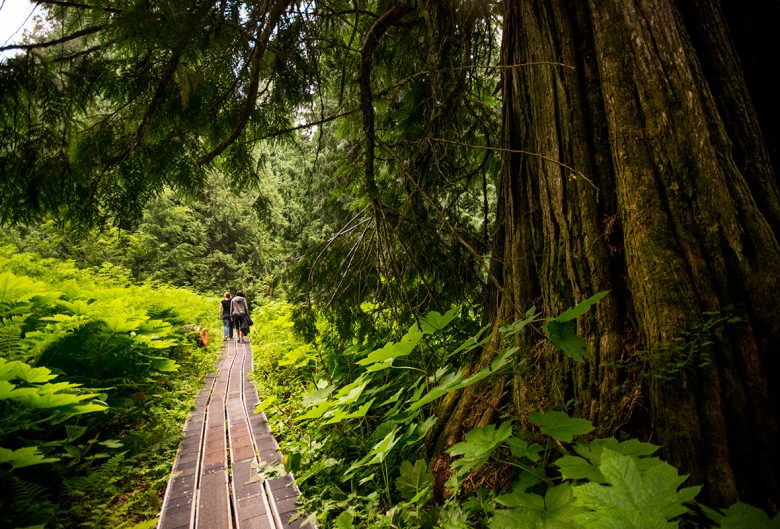 boardwalk in a forest