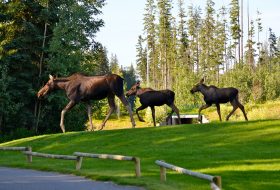 Moose and two calves