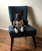 dog on a chair