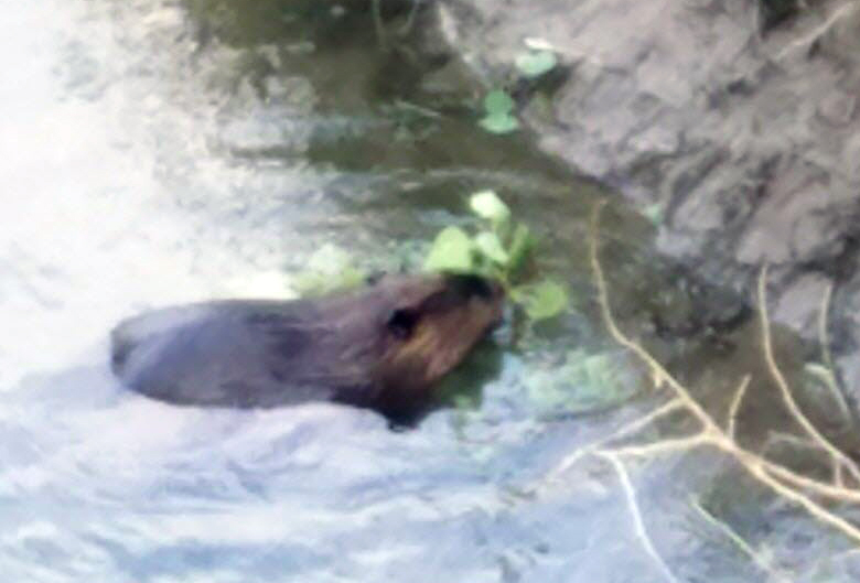 beaver in water