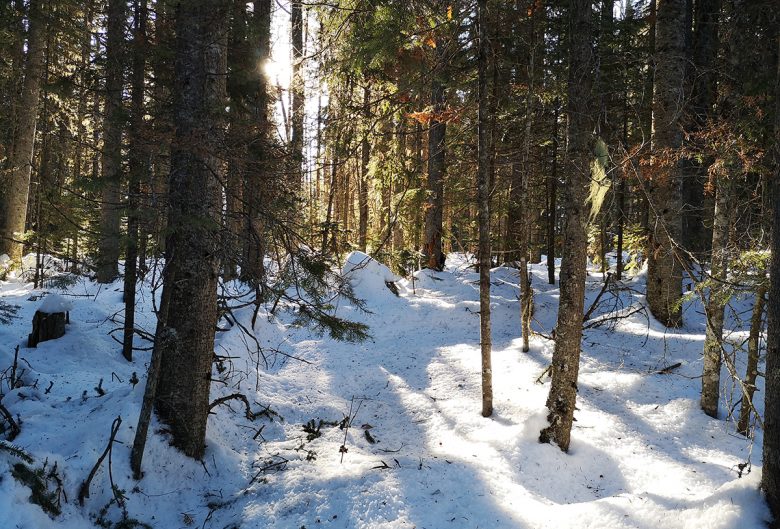 trees and snow