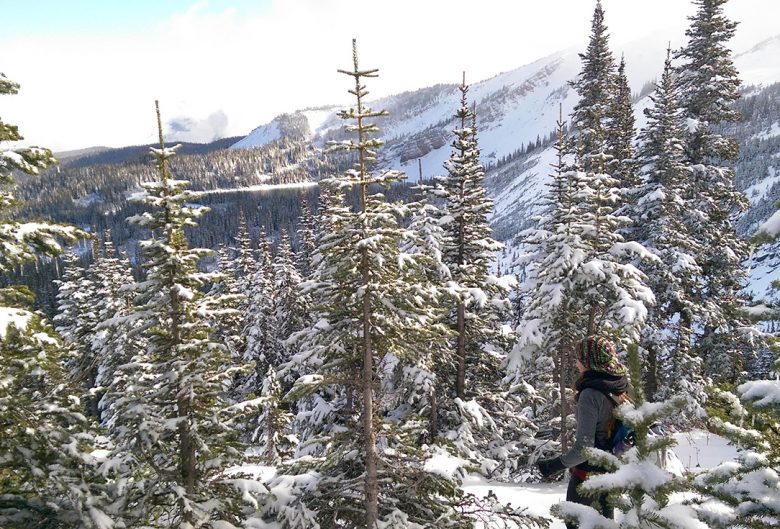 trees and mountains