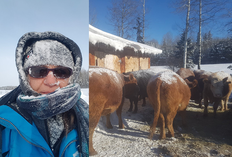 woman and cows