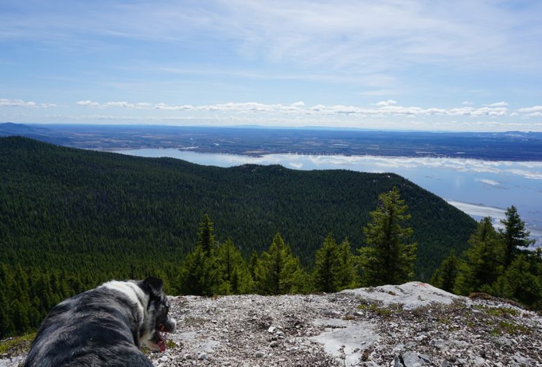 dog overlooking lake and mountains