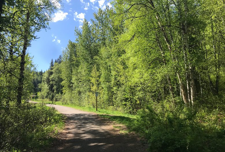 trail through trees