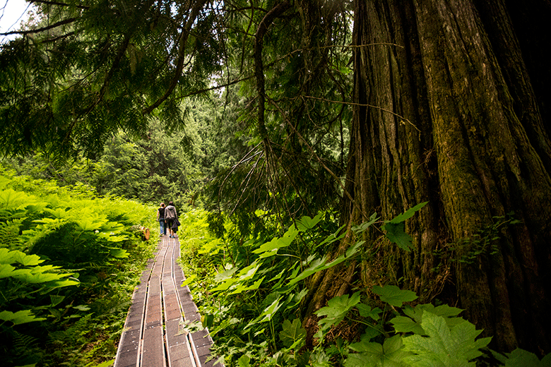 boardwalk at the Ancient Forest