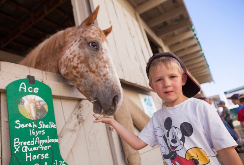 boy and horse