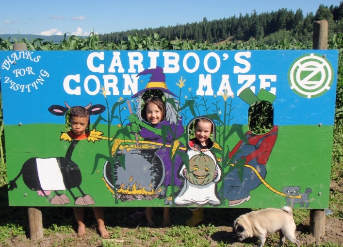 Cariboo corn maze