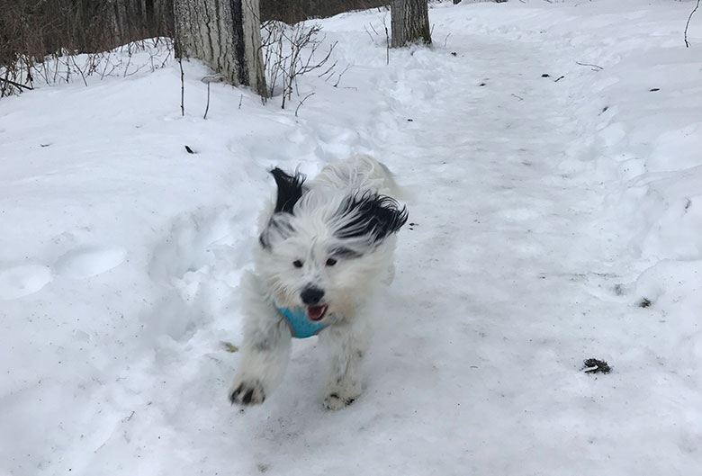 dog running on snowy trail