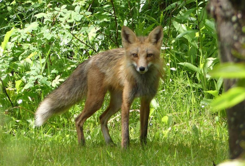 Red fox