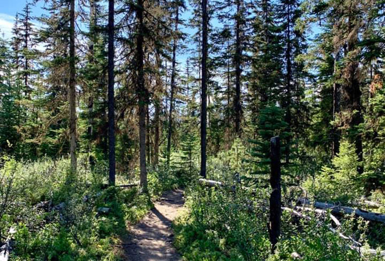 trail in forest