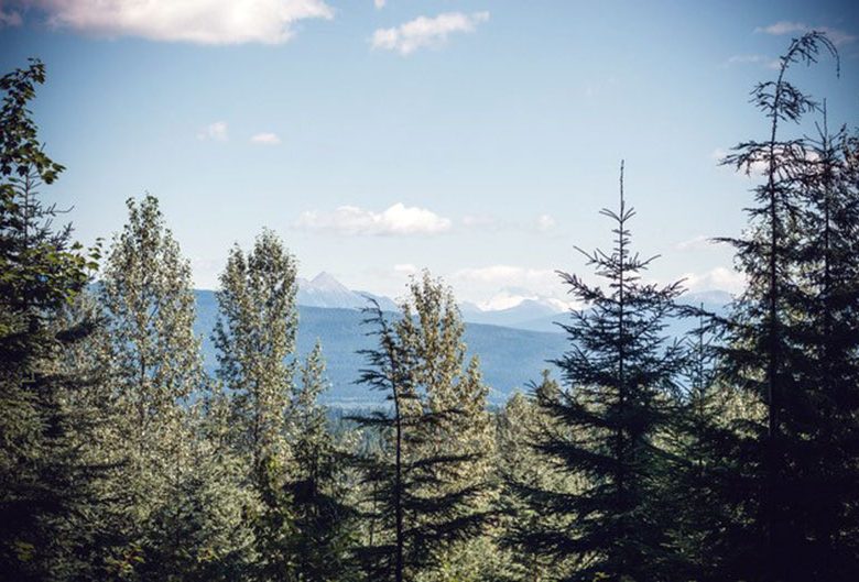 trees and mountains