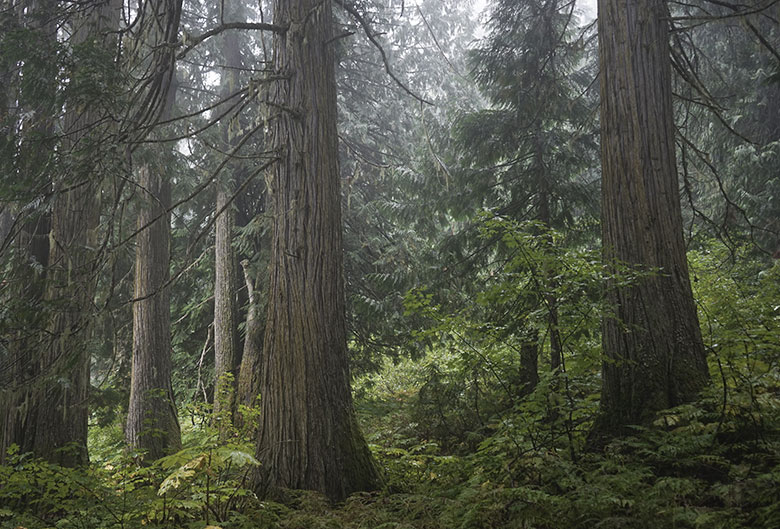 The Ancient Forest.