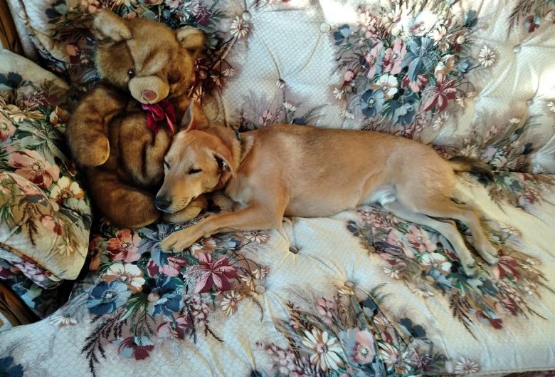 Dog on couch with teddy bear.